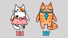 Szare koty: ucieleśnienie stylu i elegancji