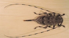 Szara długa niedziela