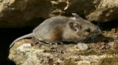 Siatki, aby chronić dom z gryzoni