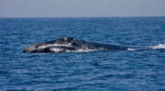 Piłkarz północny atlantycki