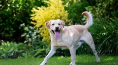 Zaznaczono sezon: ochrona zwierząt domowych z krwi!