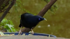 Satyna w kształcie piasku