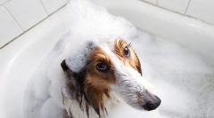 Szampony i klimatyzacja