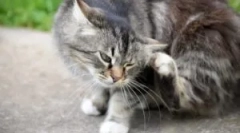 Pchła i roztocza szampony dla kotów