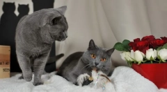 Charsee cat (zdjęcie): ulubiony francuski nie