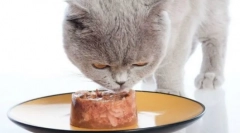 Sheba cat feed: oceny weterynarii i szczegółowy przegląd