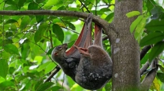 Satokel. Oderwanie zwierząt ssaków