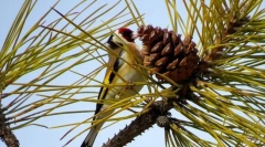 Schegol (zdjęcie drobiowe): podziwia dzwoniące śpiew, miga jasne upierzenie
