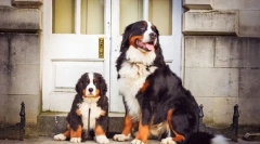 Szczenięta bernsky zennenhund (zdjęcie): cechy opieki i edukacji