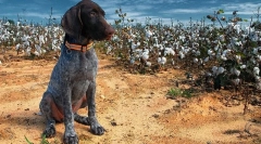 Kurzhara szczeniaki (zdjęcie): bhakotee w domu i niezawodny pomocnik na polowaniu