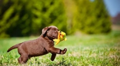 Szczenięta labradora (zdjęcie): zasady opieki i edukacji