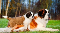 Senbernar szczeniaki (zdjęcie): zasady opieki i edukacji