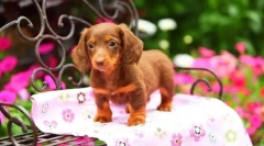 Dachshunds szczeniąt (zdjęcie): niski pies z wysoką inteligencją i urokiem