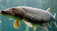 Szczupak: ciekawe fakty dotyczące drapieżnika słodkowodnego