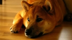 Shiba w