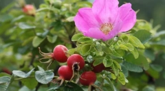 Rose hip