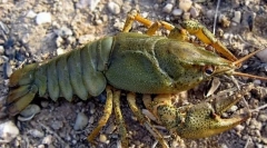 Szerokooki rak rzeki