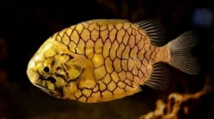 Australijski uprzedzenia