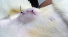 Bump na brzuchu kota po sterylizacji: czy warto się martwić