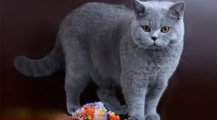 Czekoladowy brytyjski: mimminczyk pluszowe koty