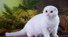 Scottish fold cat - standard rasy, charakter, cechy treści