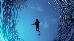 Hałas człowieka zabija ryby