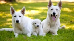 Szwajcarski pasterz (zdjęcie): śnieżny biały pies - śmiertelny i inteligentny przyjaciel