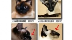 Syjamski kot: blue-eyed diamond w domu