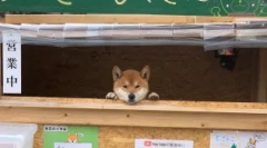 Siba inu: japoński pies uśmiechnięty