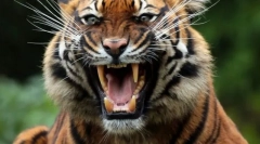 Moc gryzienia zwierzęcia