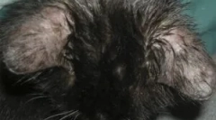 Objawy i leczenie demodekozy w kciuce