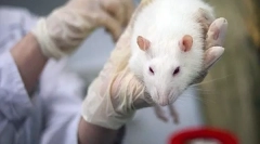 Objawy i leczenie mikoplazmozy u szczurów niż niebezpieczna choroba