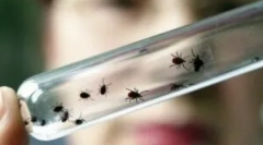 Objawy zapalenia mózgu po tiku gorzkim