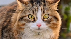 Zespół dysfunkcji poznawczych