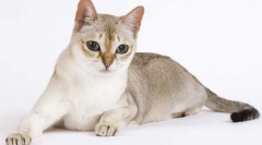 Kot singapurski (singapur)