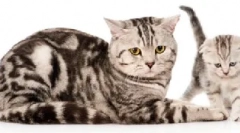 System organów hodowlanych