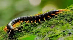 Skolendra (zdjęcie): pet, z którego rzuca się w drodze