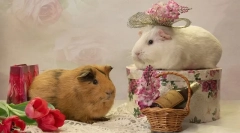 Przekraczanie świnek morskich