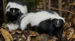 Skunks