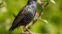 Skzorety (zdjęcia): prawdziwa wiosna herald