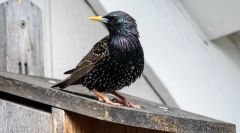 Skrzerets - ptak mock