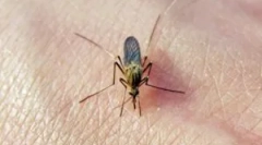 Ślady komarów na ciele