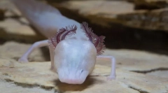 Sleeping salamander - najwyższy drapieżnik podziemnego warstwy wodonośnej w teksasie