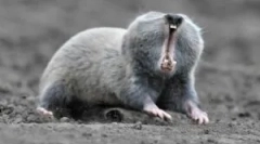 Floum: opis i styl życia