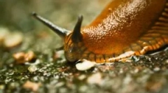 Slug: kim są to, co wyglądają i szkodli?