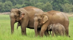 Elephant indian (asian elephant)