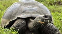 Żółw z kości słoniowej