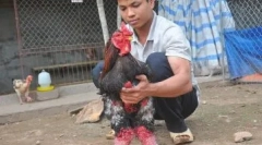 Kurczaki słonia ha dong tao