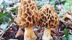 Smorchchki i skrobia