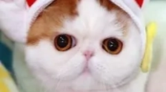 Snoopy-cat: teddy mrlyka, który podbił internet